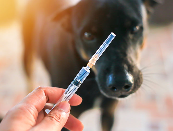 Video: Pet Insulin Injection