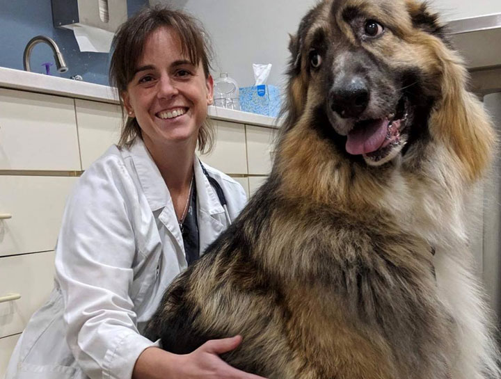 Dog Veterinarian